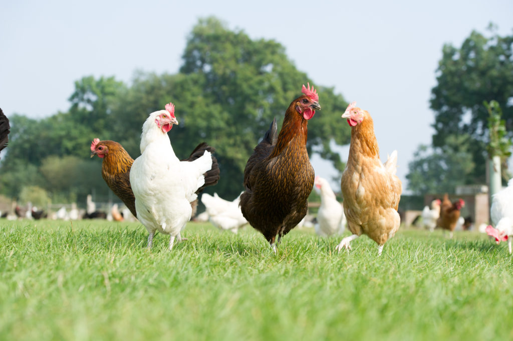 Heritage Breed Happy Egg Co. Hens loving life on over 8 acres of pasture.